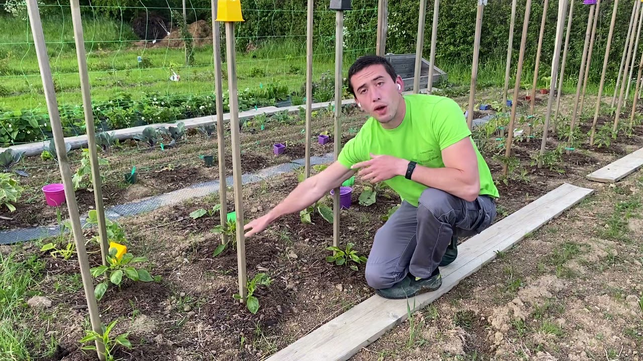 Réussir les poivrons et aubergines en région froide.