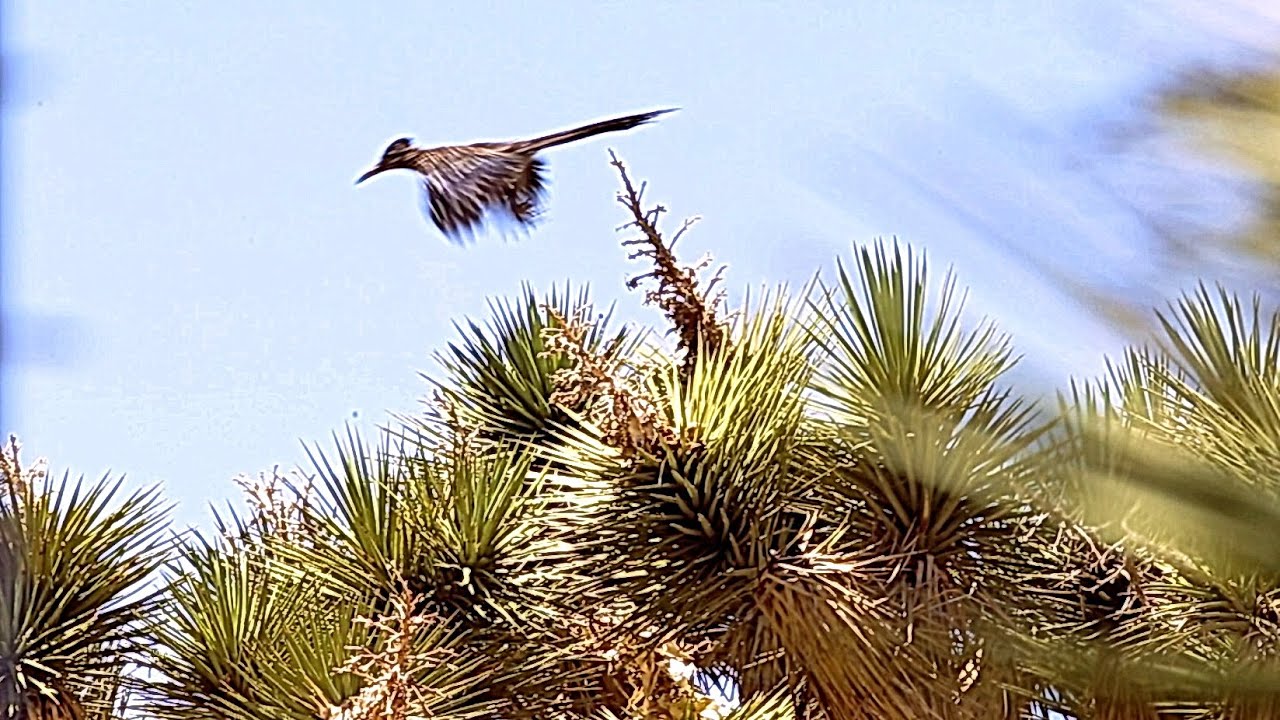 Roadrunners Can Fly, Watch! 🐔😮