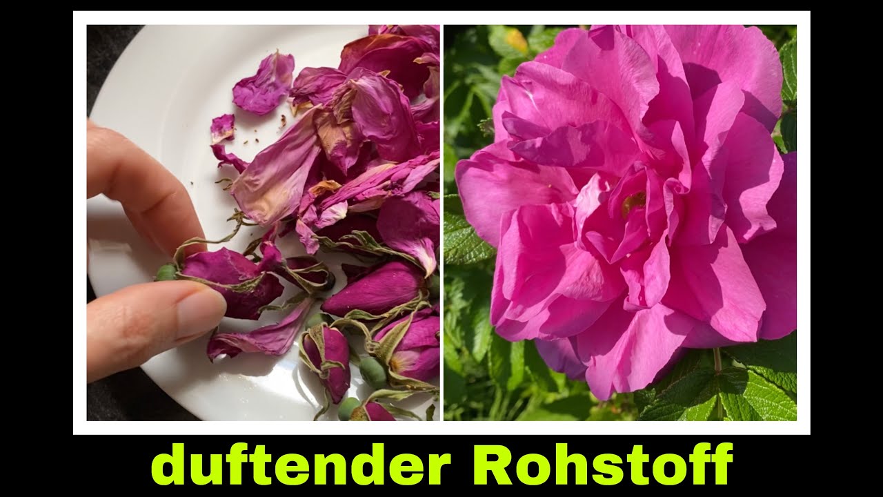 Duftende Rosenblüten für Rosenöl, Rosenblütentinktur oder Tee | Selbstversorgung: Kräuter Vorräte
