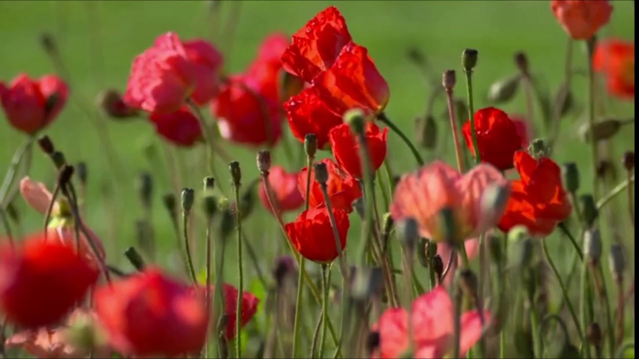 Johnny Jordaan - Bloemenlied