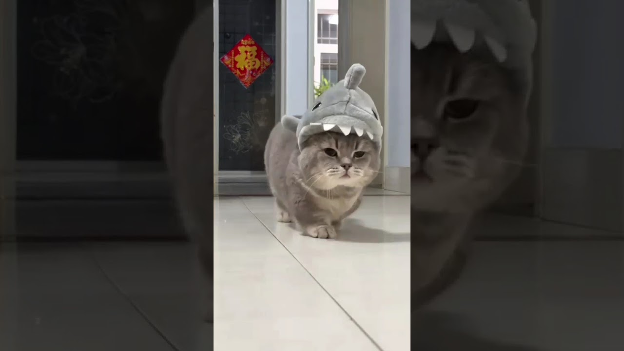 Funny Cat Fails 2026 😂| Funny Fails | 