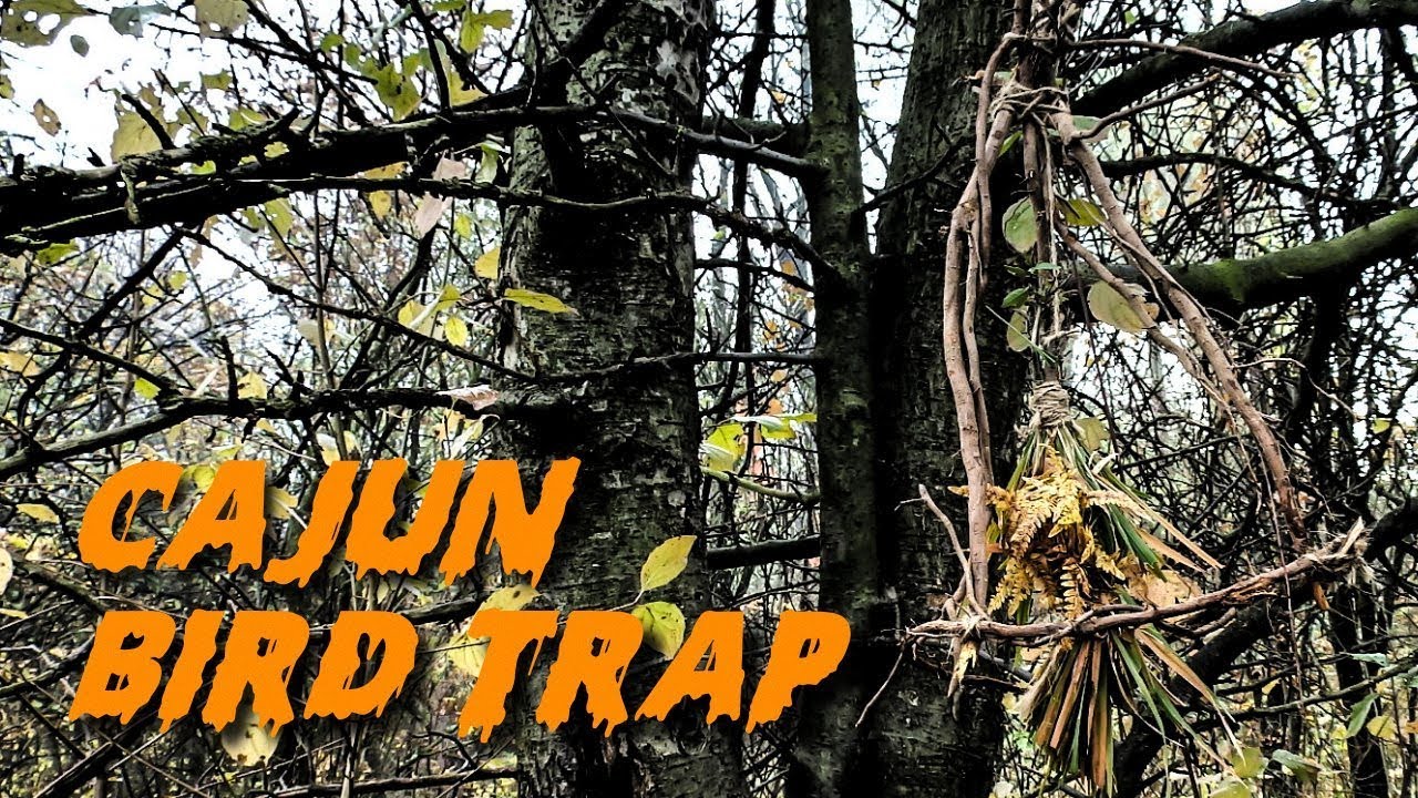 Cajun Bird Trap