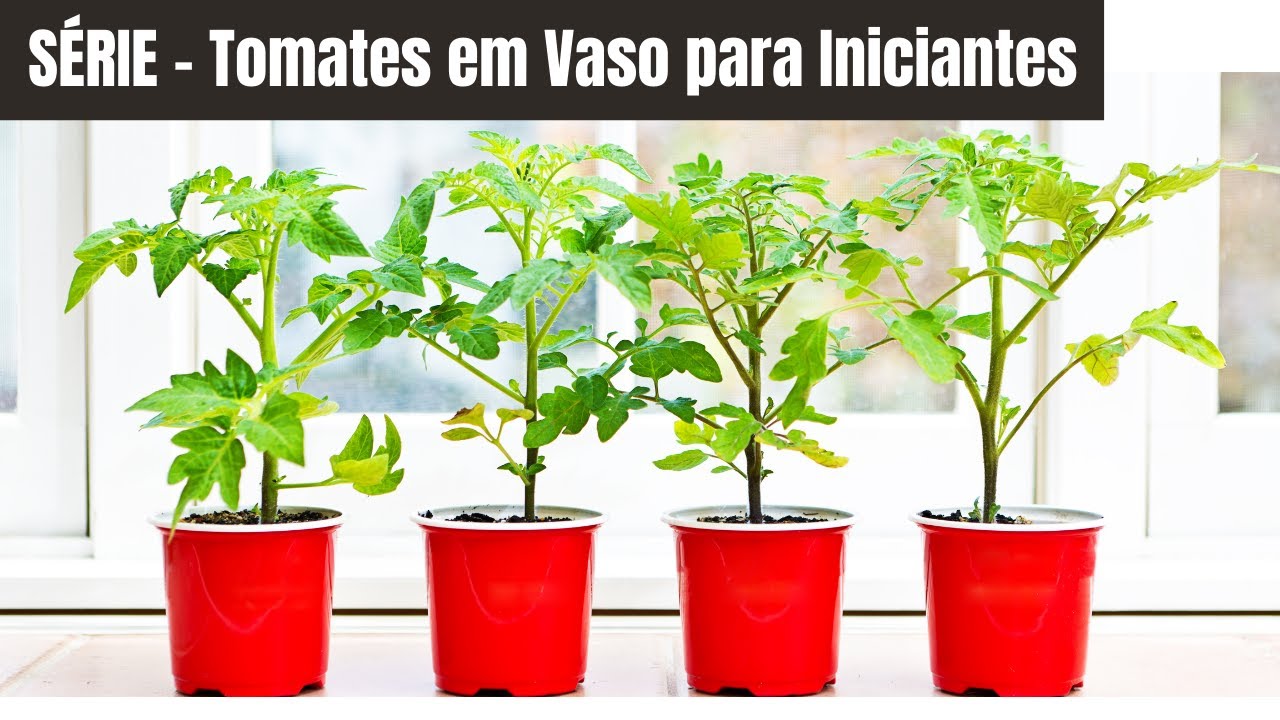TOMATES EM VASO PARA INICIANTES - Aula - 01