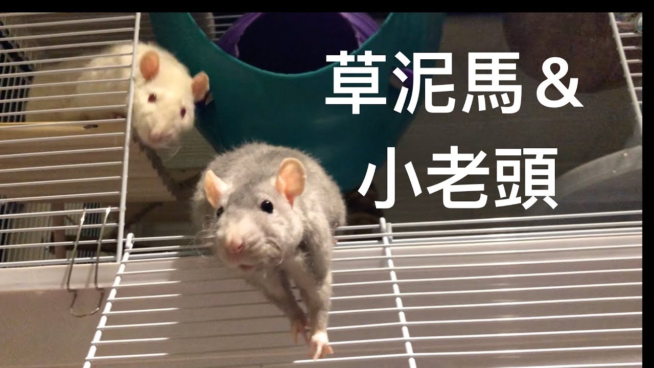 【海豬Seapig】草泥馬＆小老頭2019/05