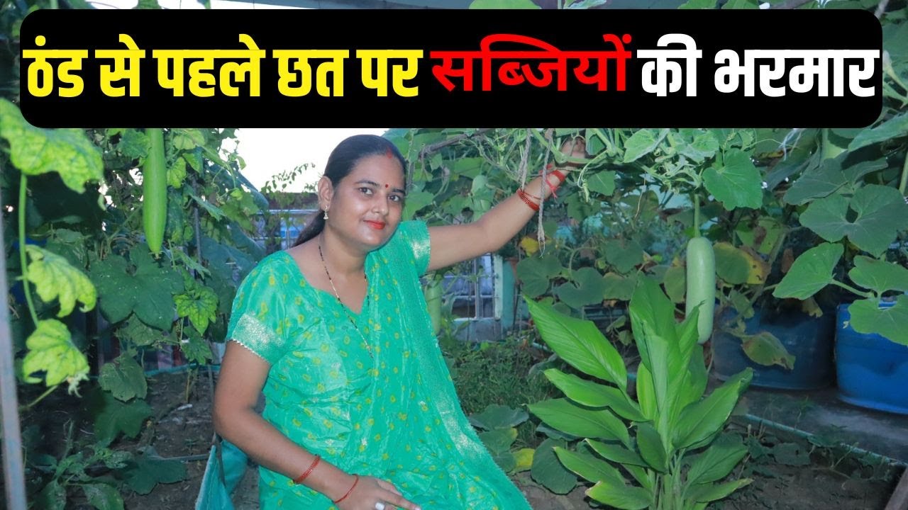 Patna में ठंड से पहले देखिए छत पर कद्दू, नेनुआ, मिर्ची की भरमार। Green Side