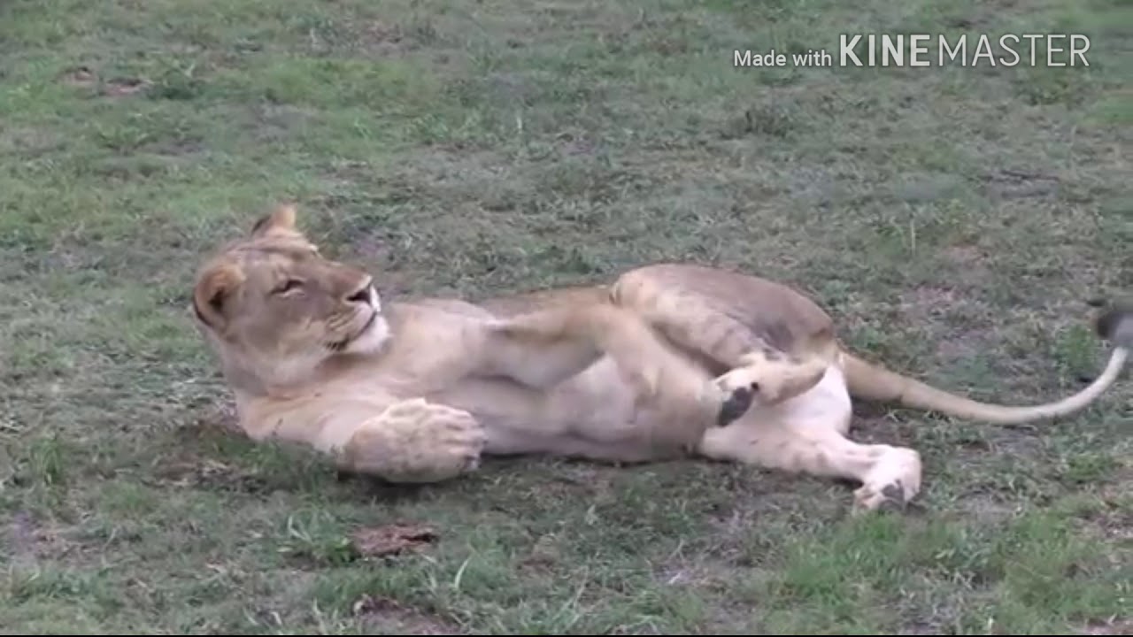MAJINGILANE MALE LION AND STYX PRIDE MARCH 2012