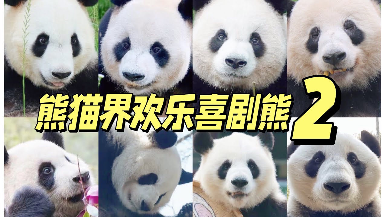 funny giant panda 熊猫界欢乐喜剧熊2: 天生搞笑难自弃
