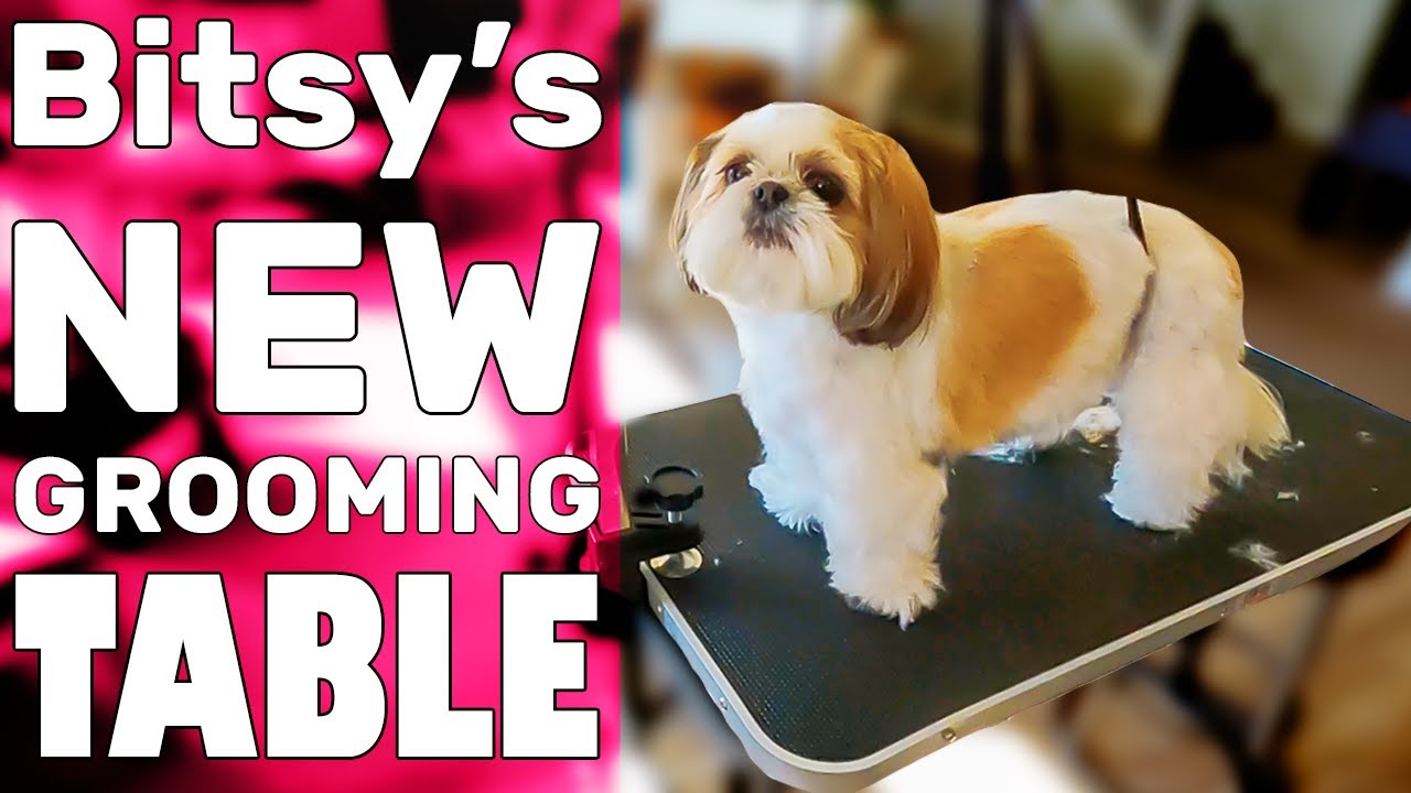 Small Dog Grooming Table | GO Pet Club | Rachel Reviews +Mom