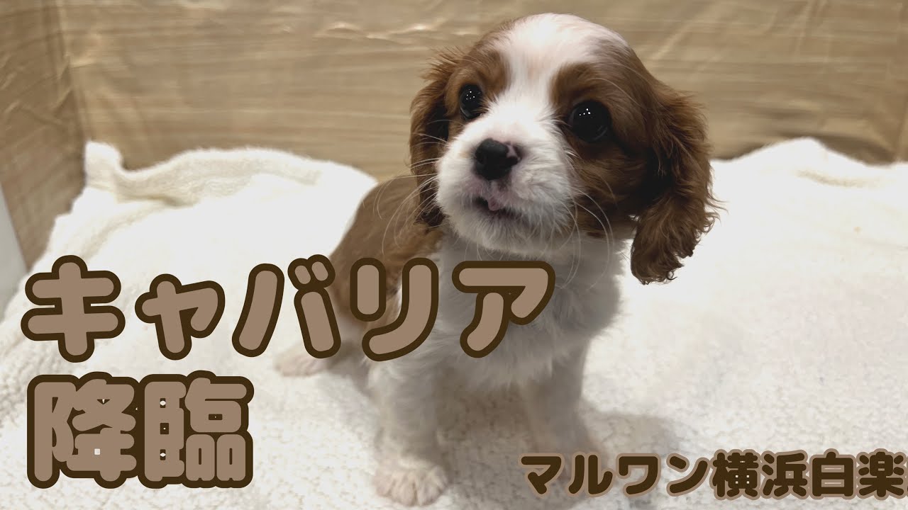 【 キャバリア】甘えん坊なプリンセスが白楽店に降臨♢♦︎♢