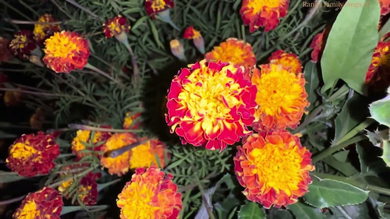 गांव की वह सादगी और स्वस्थ हवा || Mera gaw meri shan || india village ||