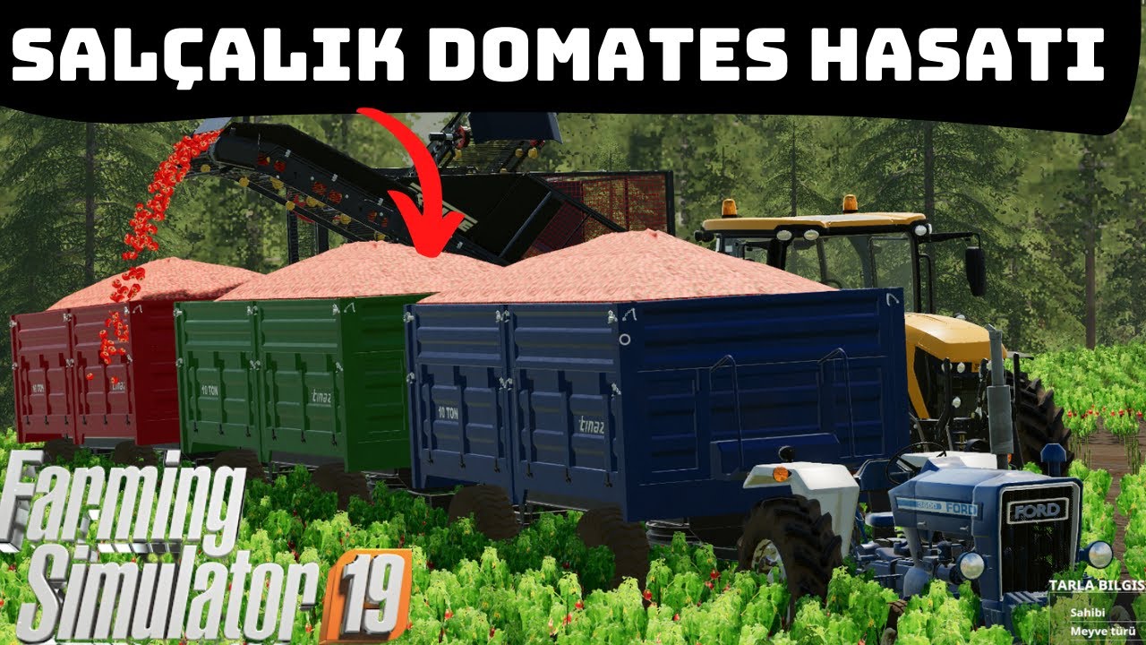 büyük domates hasatı//farming simulator 19(chamberg valley)