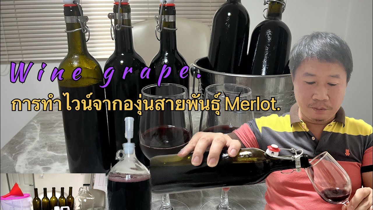 ทำไวน์แดง จากองุ่นสายพันธุ์เมอโร |Kitchen Rider.|