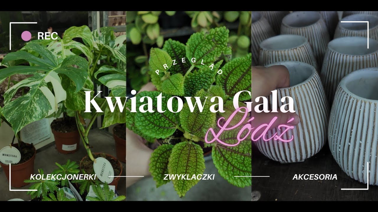 🌿KWIATOWA GALA ŁÓDŹ 2024 🌿ZASKOCZENIE! NISKIE CENY I MNÓSTWO PIĘKNYCH ROŚLIN 💖