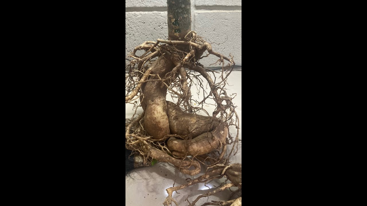 ROSAS DEL DESIERTO NO SEMBRAR JUNTAS