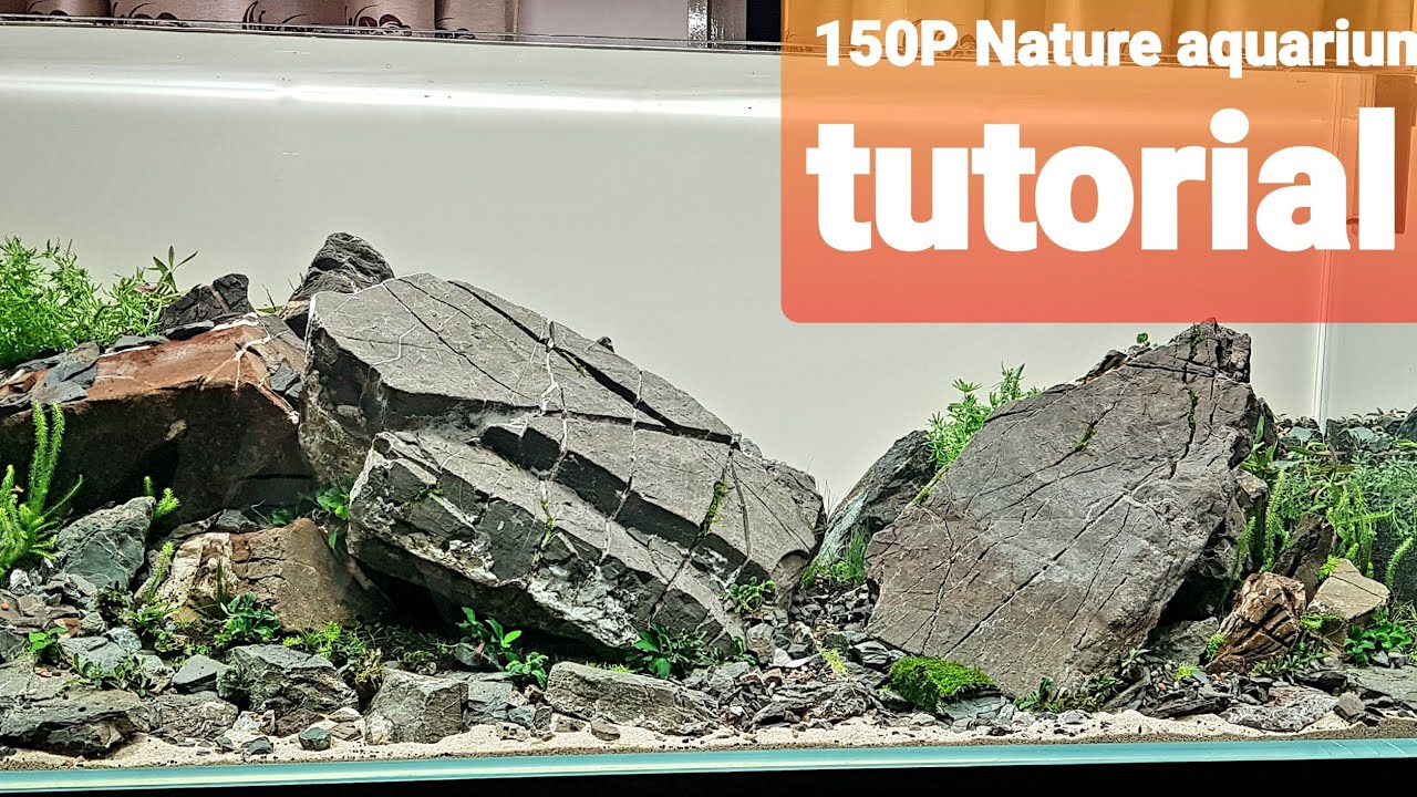 150P Beautiful Ivagumi Nature Aquascaping Tutorial by Poland aquarist Adam Pascezela