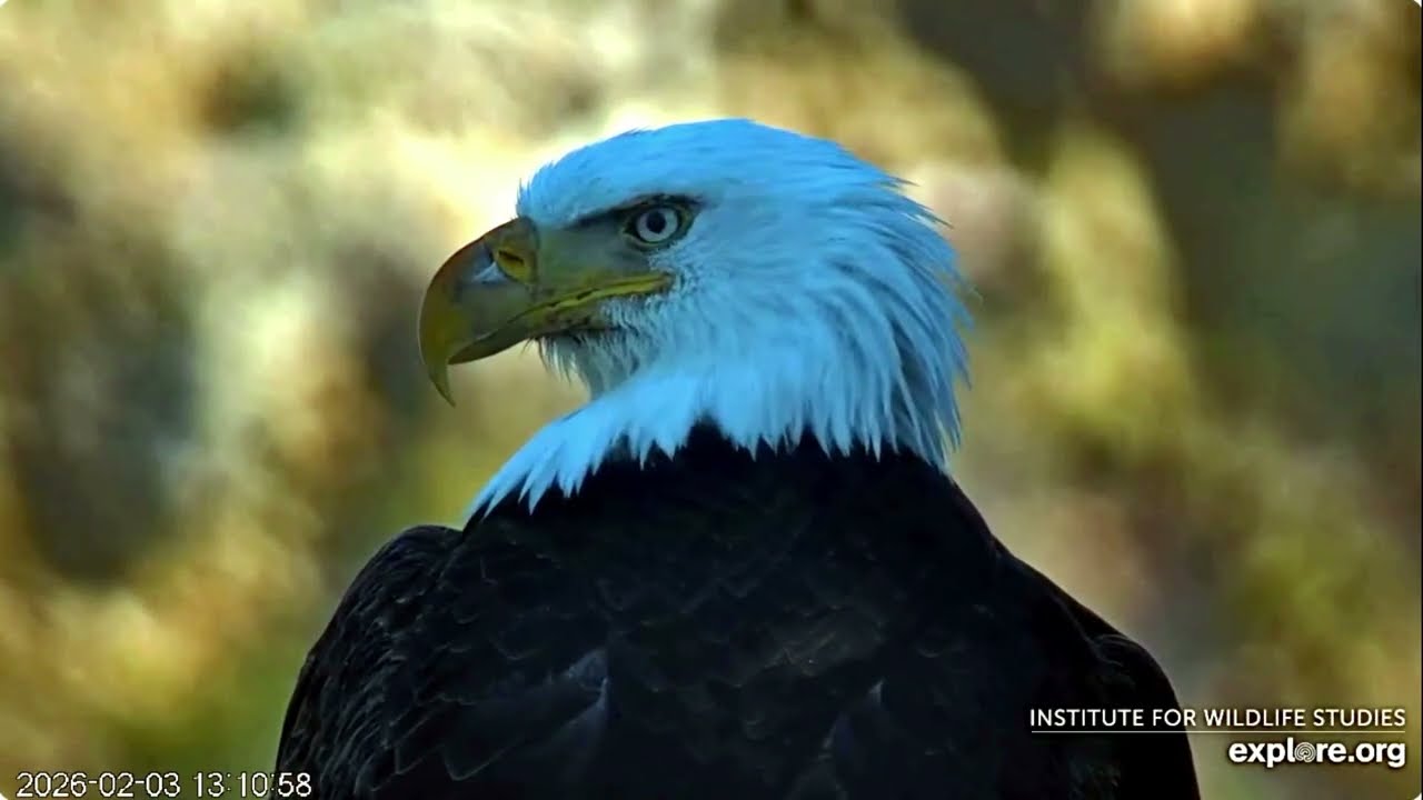 West End February 3rd Explore Birds Bats Bees / Explore Live Nature Cams West End Bald Eagle