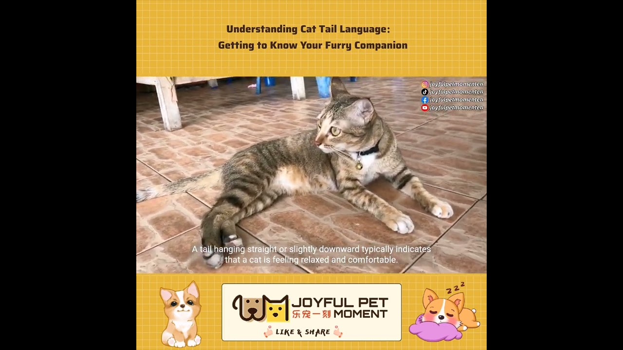 Understanding Cat Tail Language：Getting to Know Your Furry Companion