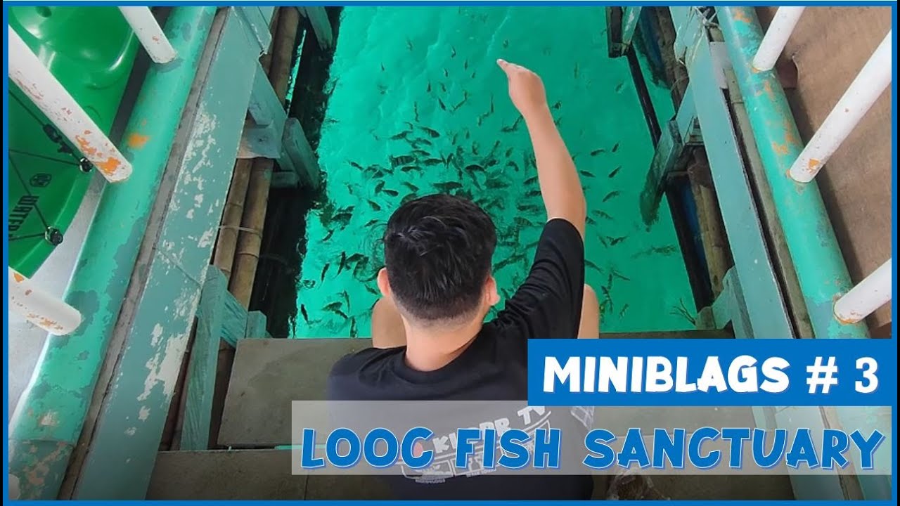 Looc Fish Sanctuary | Kulas Miniblags