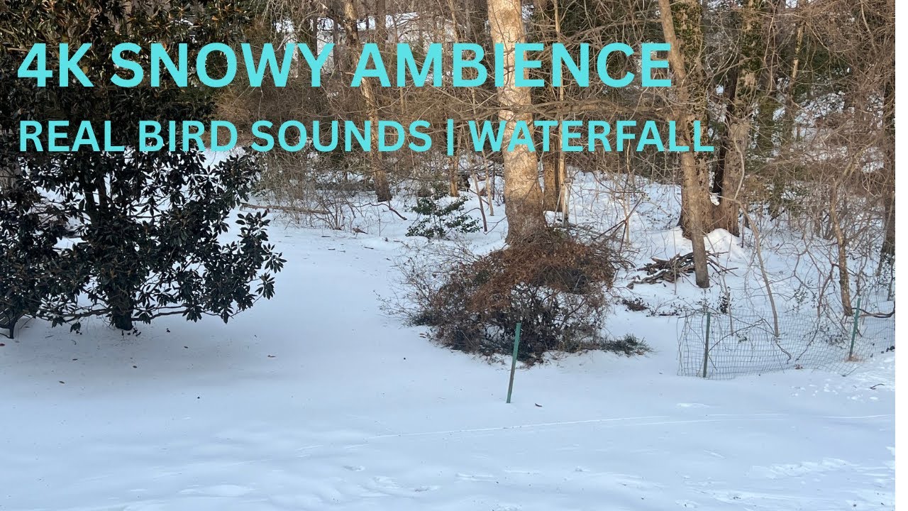 4K Snowy Woods Ambience | Bird Sounds | Trickling Waterfall | Relax, Sleep, Study - Over 3 hours