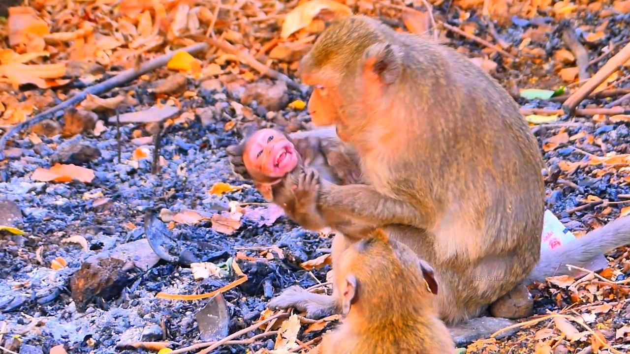 O.m.g..! Mom Emila angry her baby when he hhugry milk.