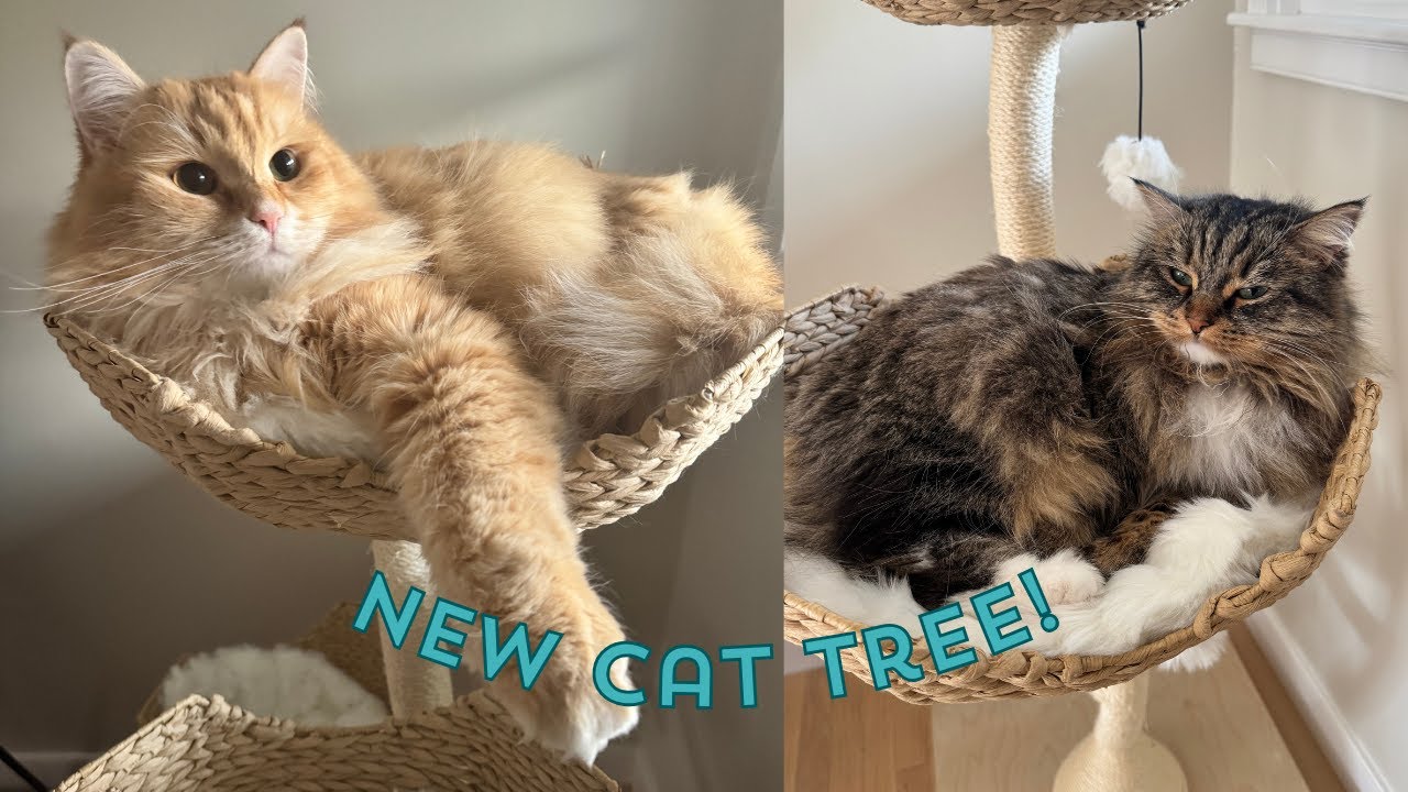 So Curious Over New Tree | Siberian Cat VLOG