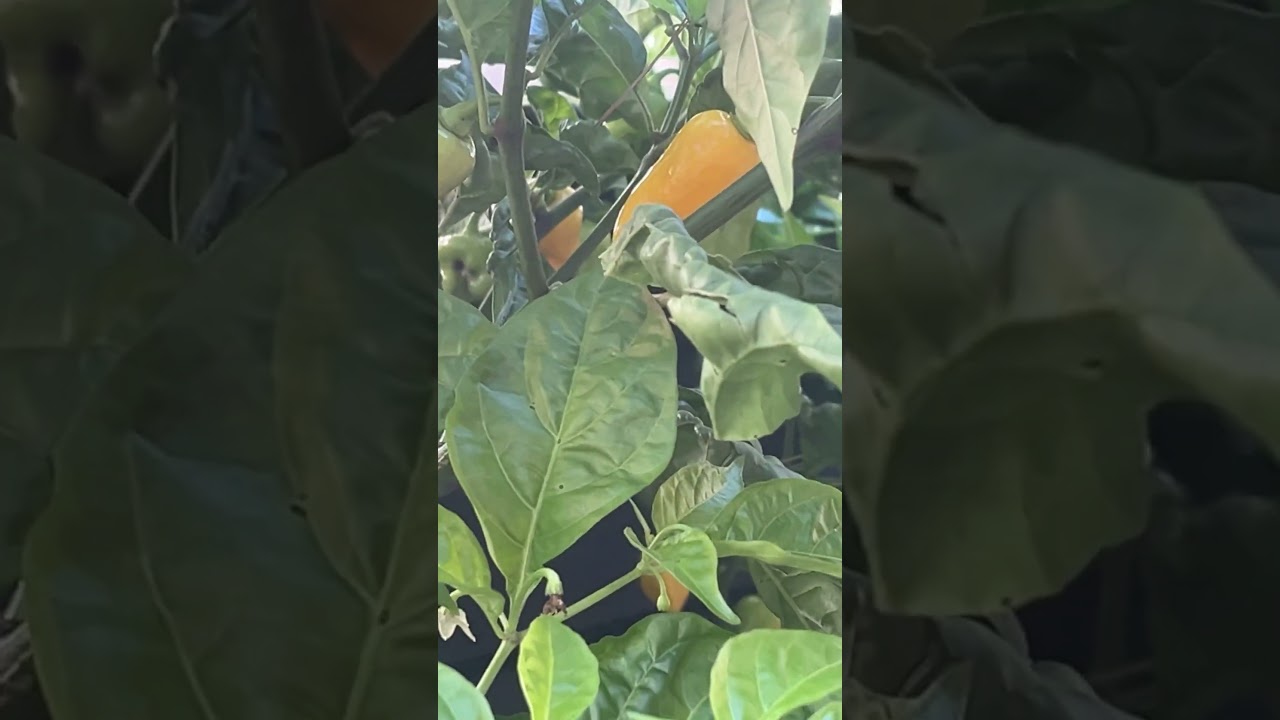 Datil Peppers 🇮🇳🌶️ MD Pepper Grow 