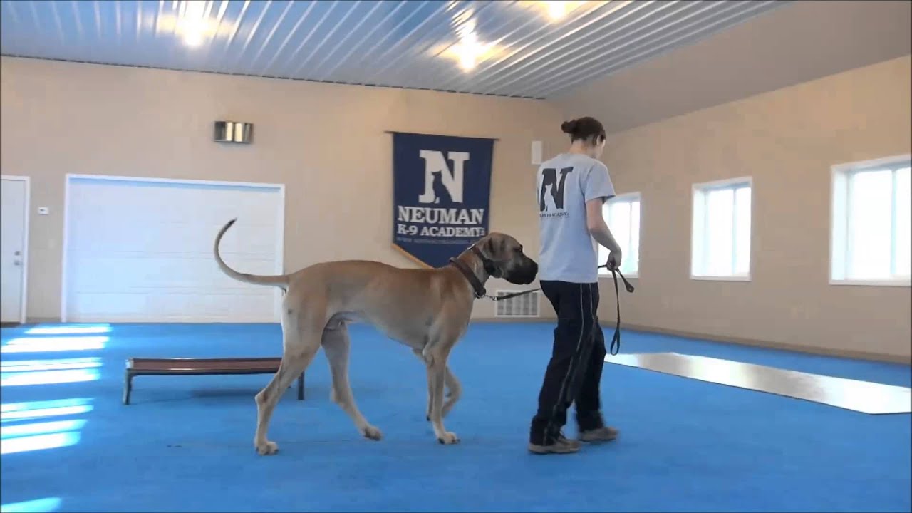 Miles (Great Dane) Boot Camp Dog Training
