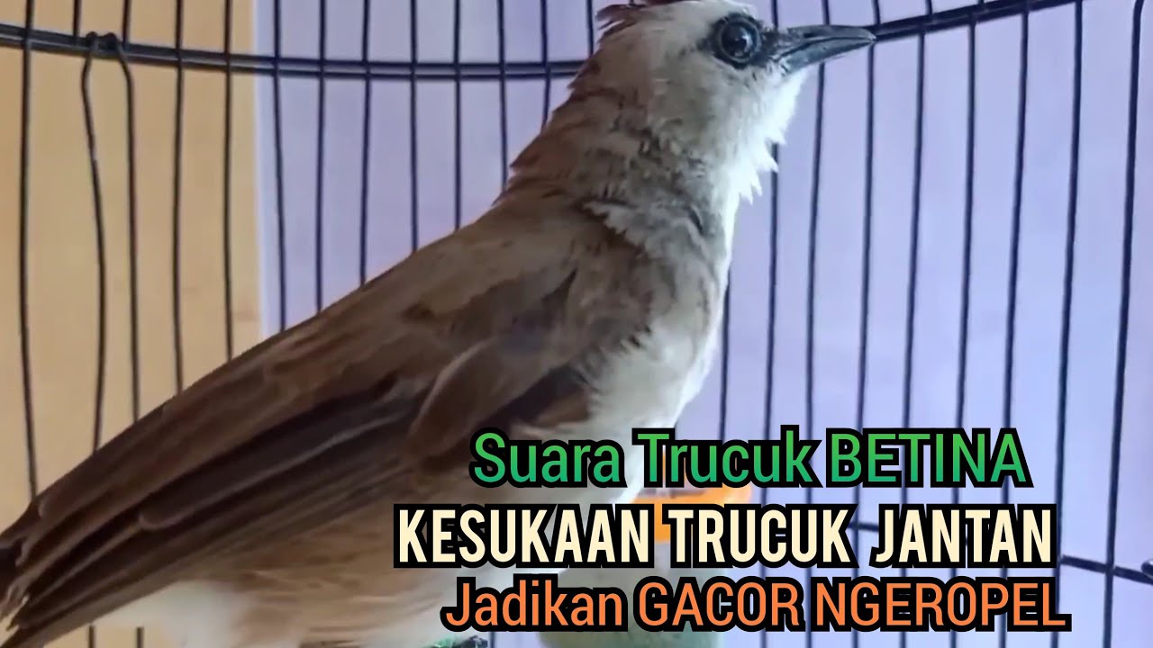 trucuk Betina memanggil jantan, Sangat ampuh untuk Pancingan trucukan gacor agar bunyi EMOSI,
