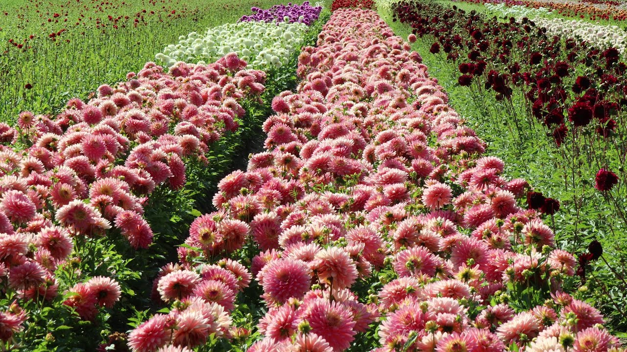 Dahlia field