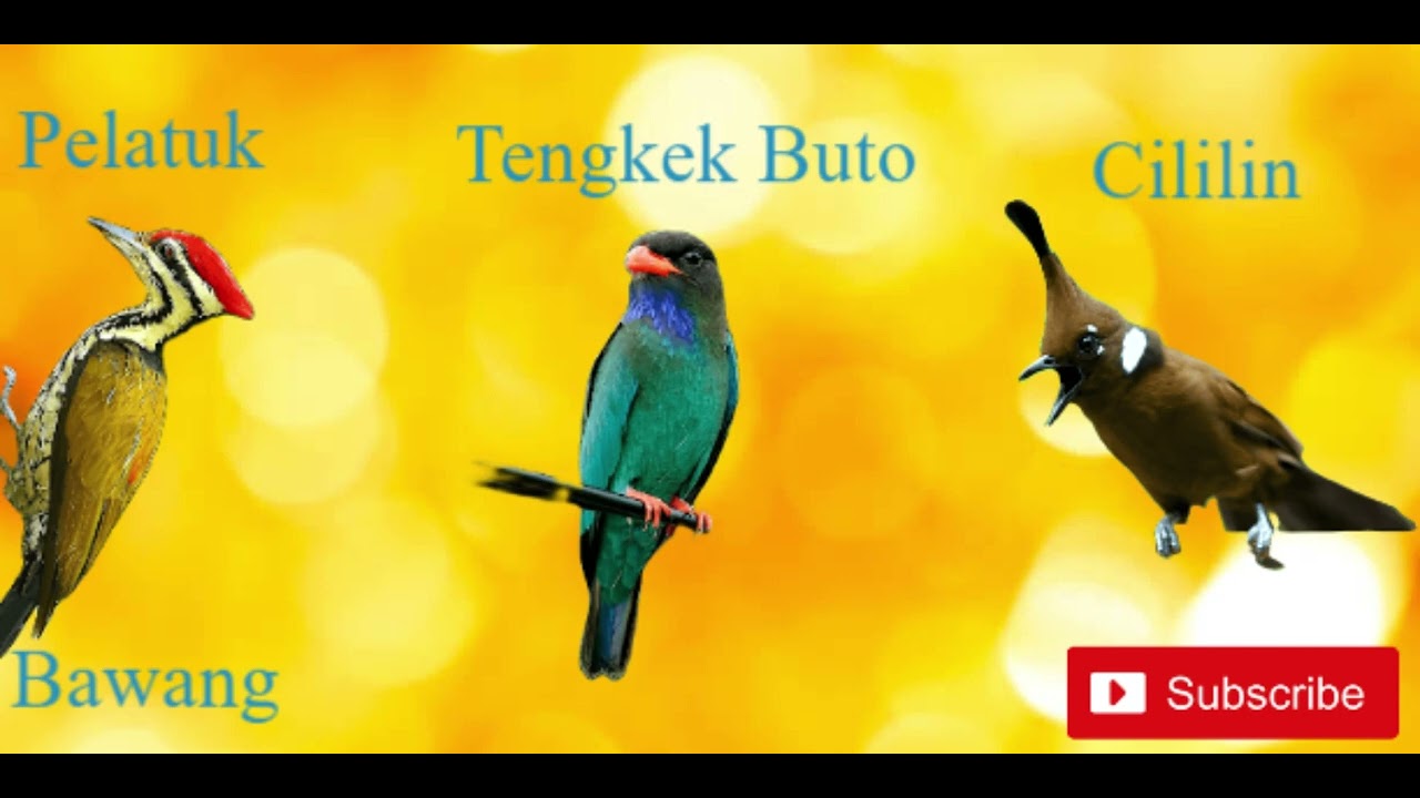 MASTERAN 3 VARIASI TEMBAKAN CILILIN, PELATUK  BAWANG, TENGKEK BUTO || JEDA 3 MENIT!!!