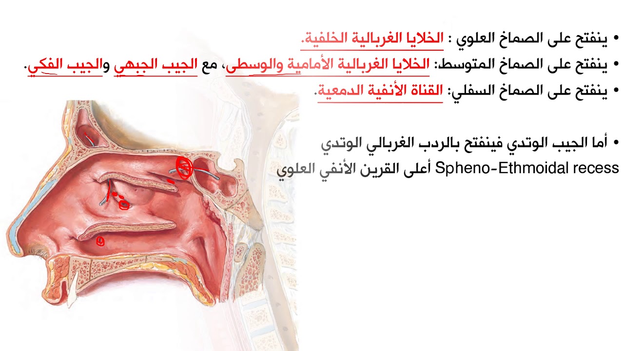 الجلسة السادسة – الجهاز التنفسي