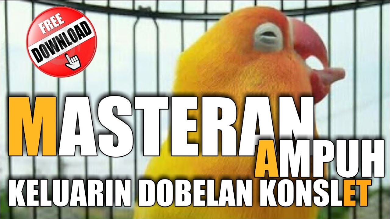 MASTERAN EFEKTIF MUDAH DITIRU, MASTERAN LOVEBIRD KONSLET paling banyak dicari ngekek mania