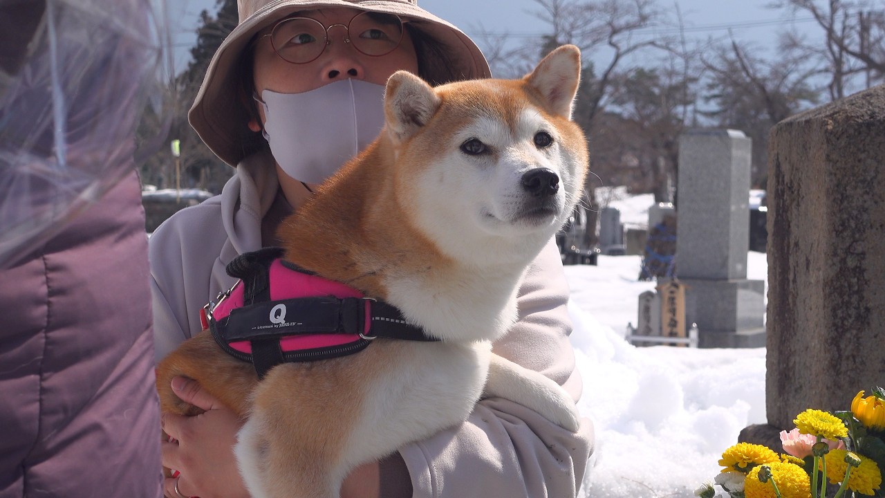 不思議な夢を見たので、柴犬と墓参りへ。