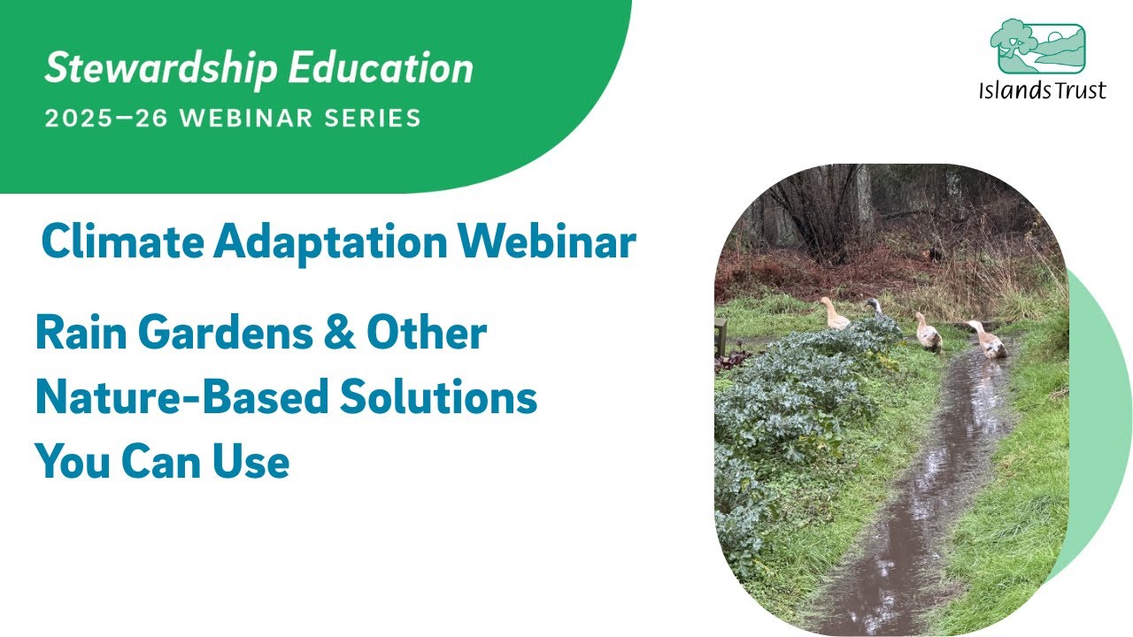 Climate Adaptation: Rain Gardens and Other Nature-Based Solutions You Can Use