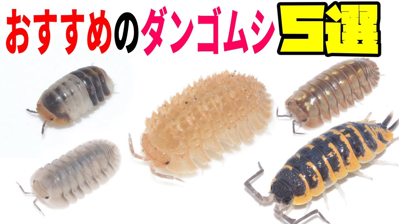昆虫ショップ店長が飼育するトゲの生えたダンゴムシが可愛すぎた