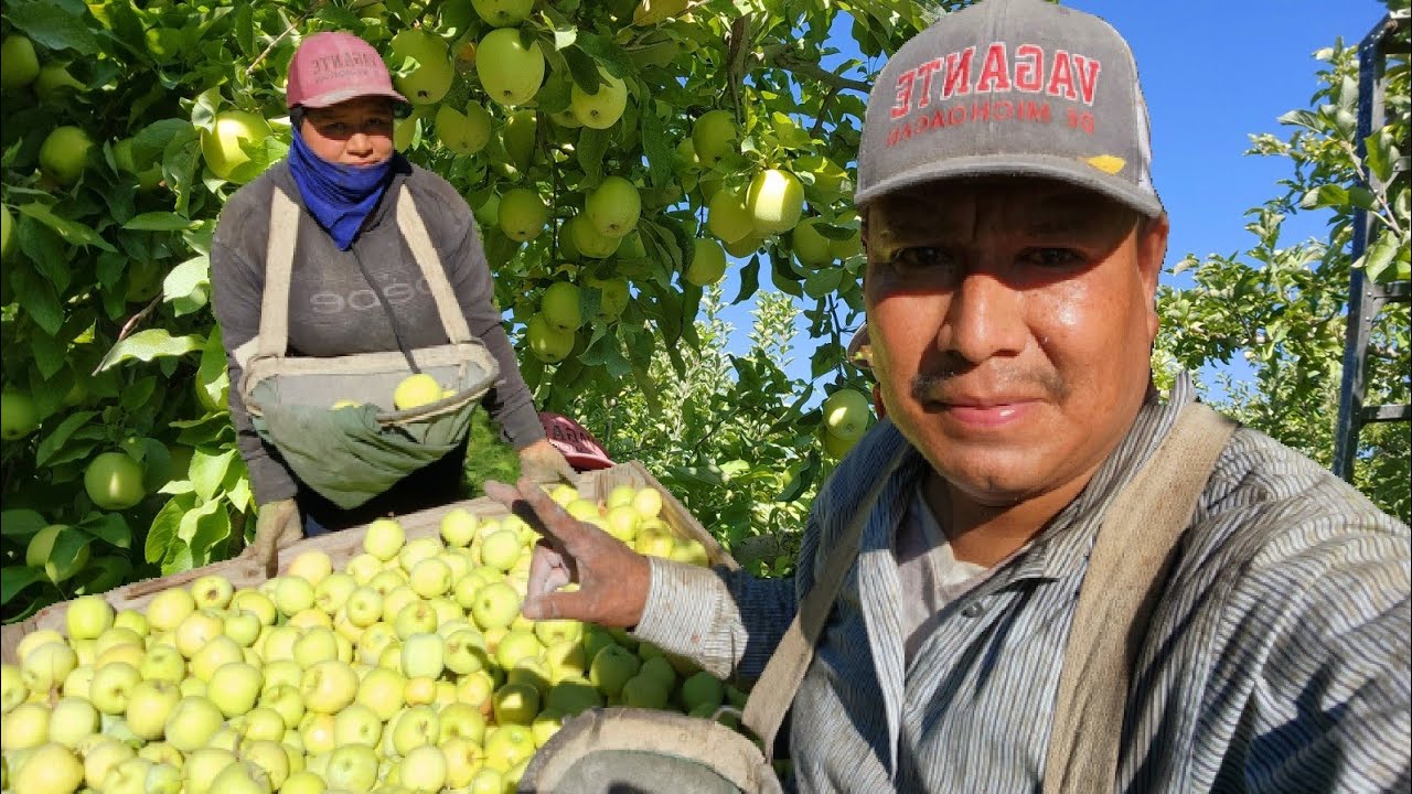 Nuestro Primer día De contrato piscando Manzana Golden $28,por caja