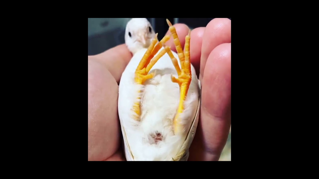 En Güzel 10 Bıldırcın Cinsi