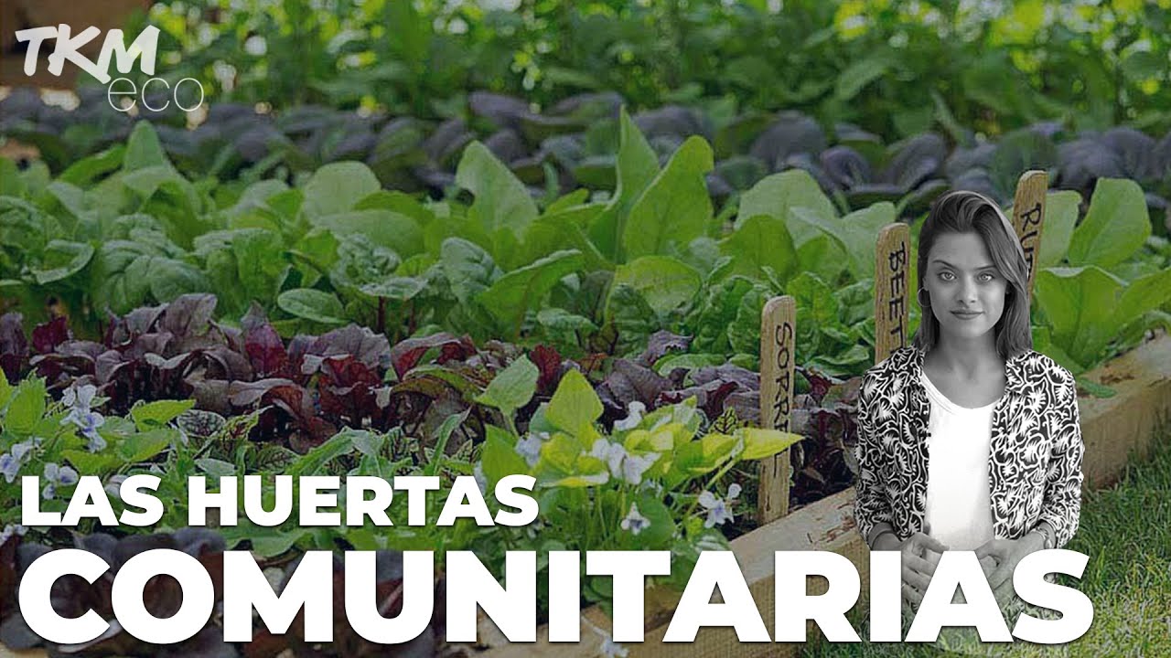 🌿 ¿Cómo funcionan las huertas comunitarias? 🌱