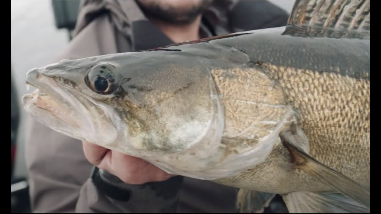 ActiveTarget Zander Fishing with XL Marine.
