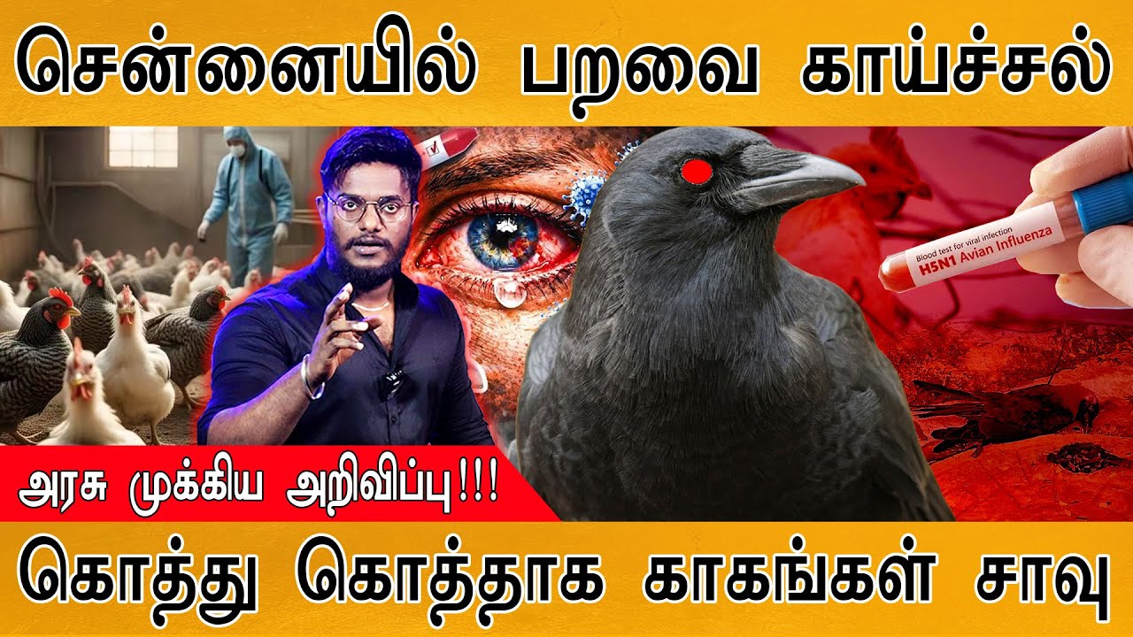 சென்னையில் மர்மமாக உயிரிழக்கும் காகங்கள் | கொத்து கொத்தாக Crows சாவு | Bird Flu | 
