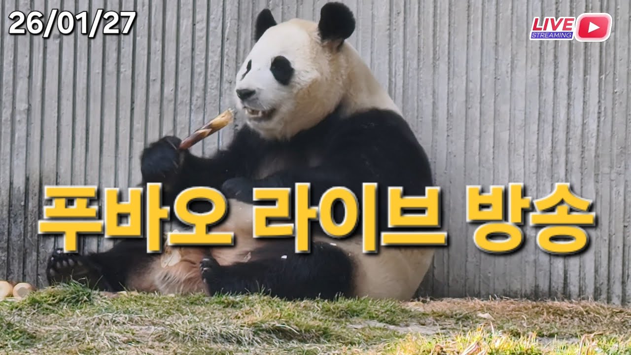1월 27일 푸바오 라이브 방송 : 푸바오와 일본 판다 샤오샤오 레이레이 / Panda Fubao and Panda live broadcasts