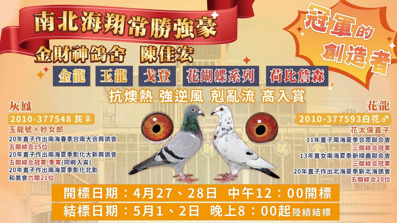 【金財神鴿舍】冠軍的創造者 專題採訪