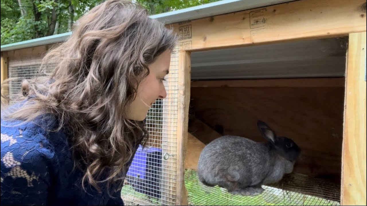 Best Nest Box Setup for Breeding Meat Rabbits