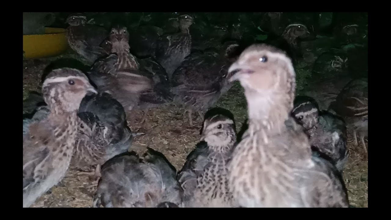 Nghe thử xem con chim Cút nó gáy hay thế nào | the sound of quail birds