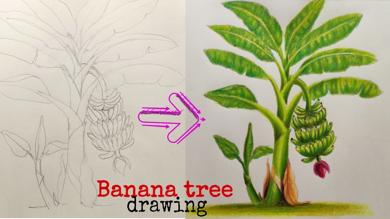 how to draw banana tree | colour pencil drawing | for beginners