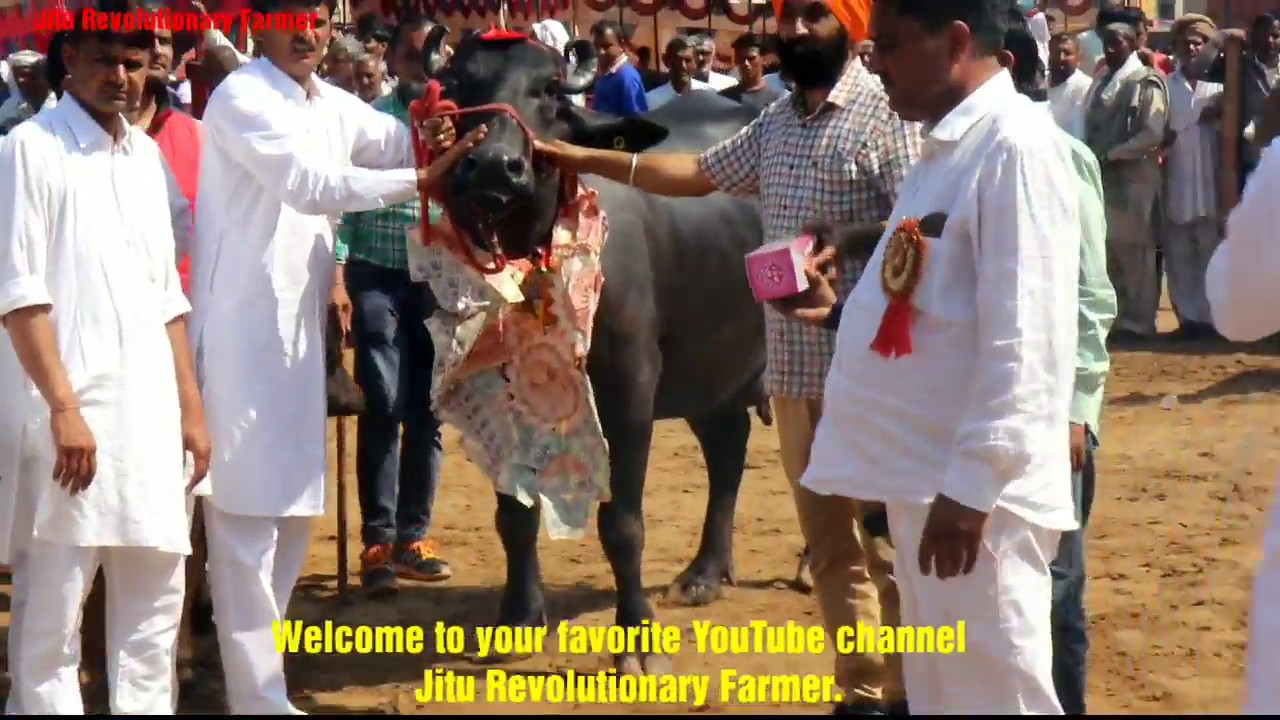Winner- DHANNO Buffalo from- LAXMI DAIRY FARM  facilitated by Dr Ashok @ Singhwa Khas Mela.