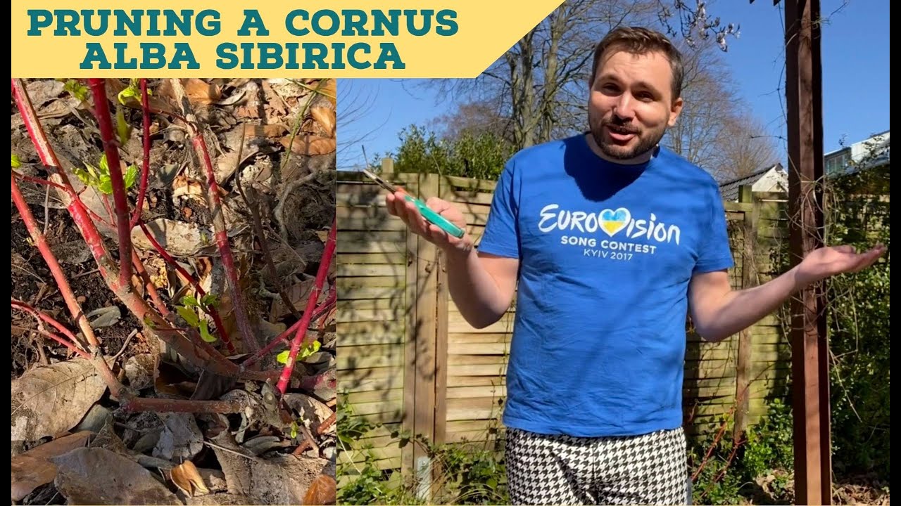 Pruning a Cornus Alba Sibirica (Sibirischer Hartriegel)