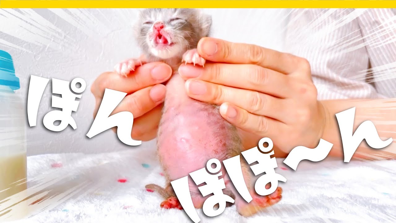 子猫たちはミルクを飲んでお腹が「ポンポポ～ン」★保護猫生活9～12日目