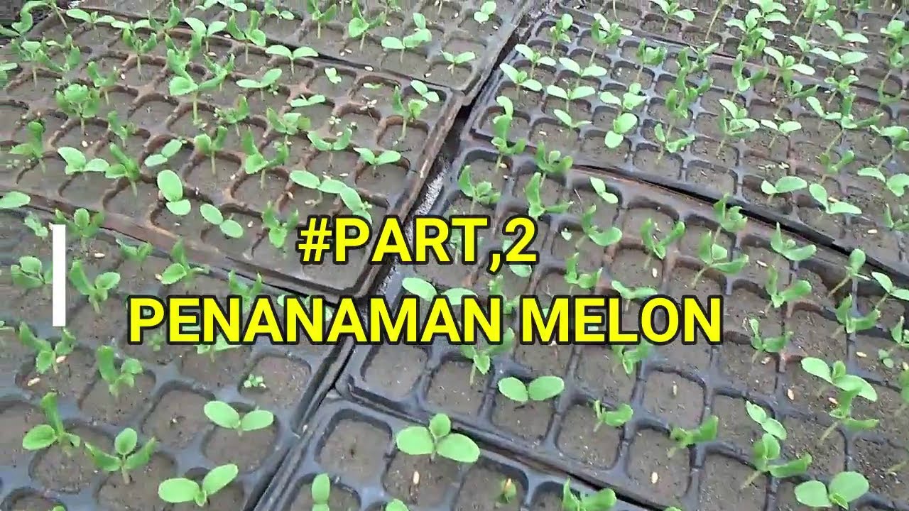 LANJUT PART 2 ‼️ CARA PENANAMAN MELON DI MUSIM HUJAN AGAR BEBAS LAYU & JAMUR