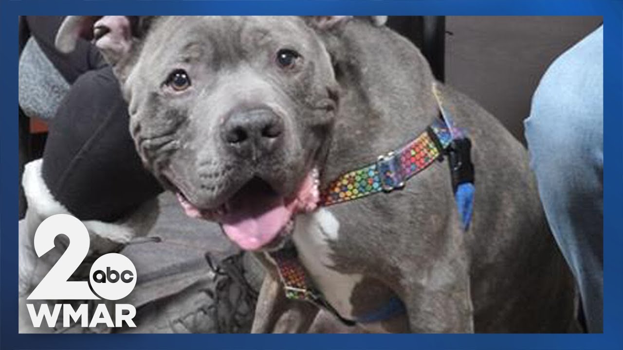 Pets on Set: Mickey
